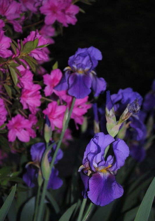 Night Garden iris photo