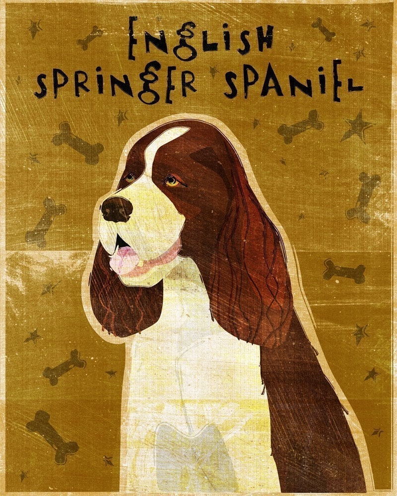 English Springer Spaniel - Brown - Print