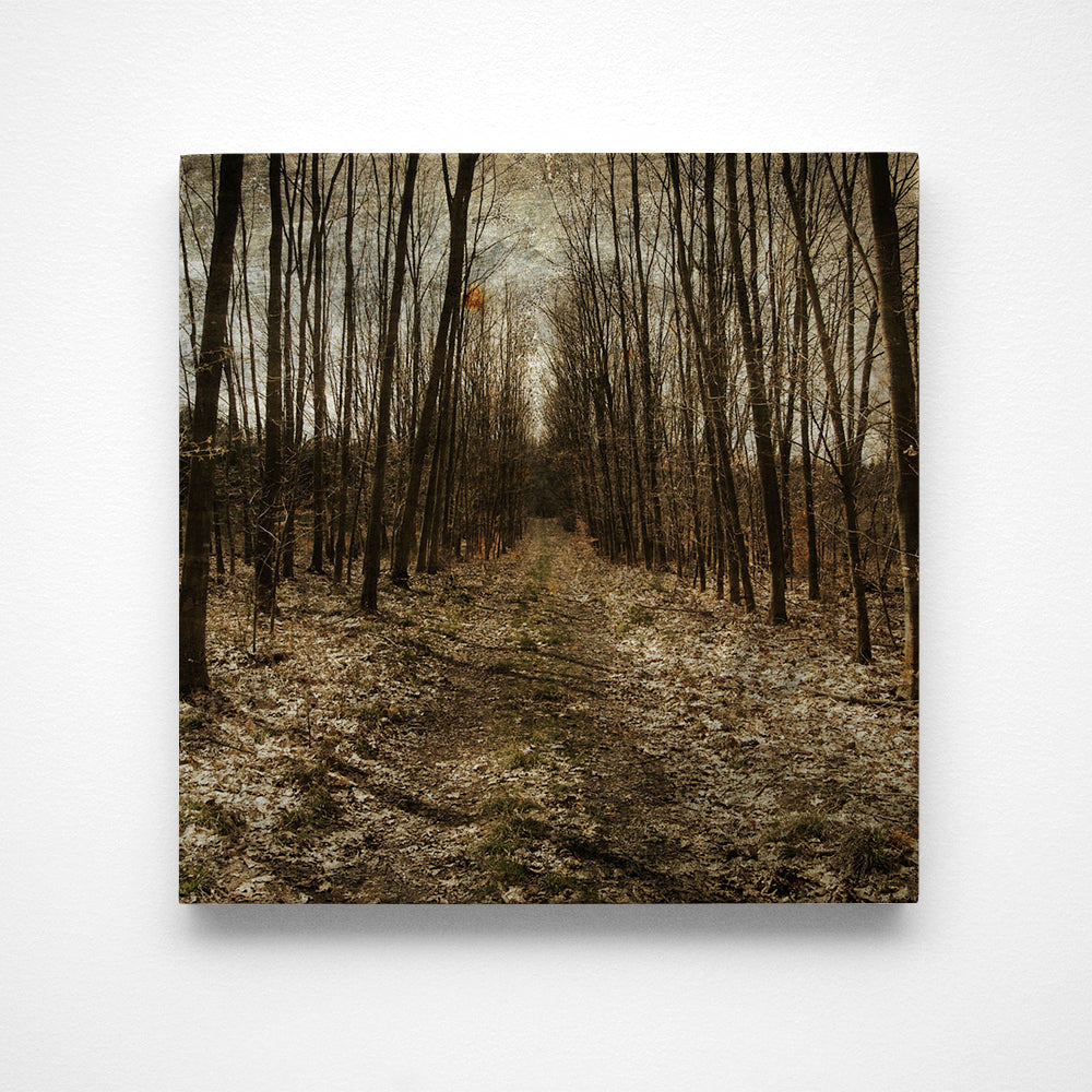 Alsace Forest Path No. 1 Photograph Art Block or Box