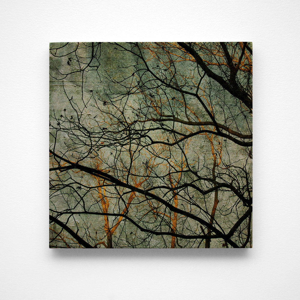 Coastal Plains Trees No. 2 Photograph Art Block or Box