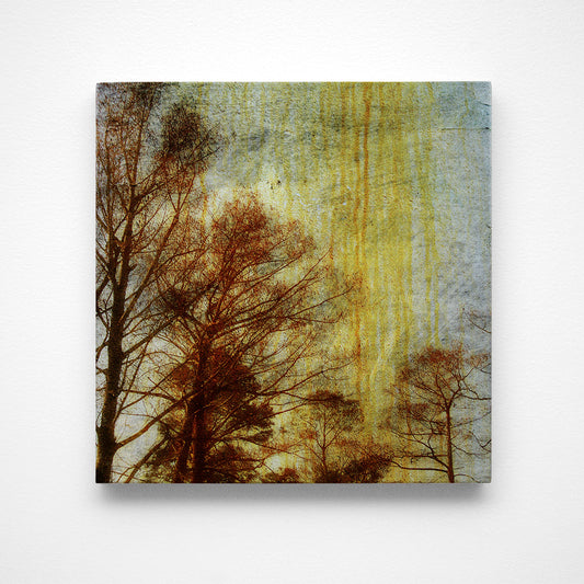 Drippy Trees Photograph Art Block or Box