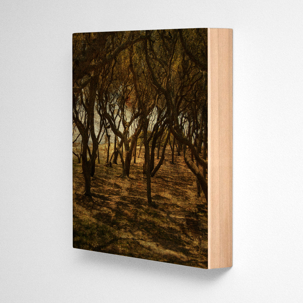 Fort Fisher Trees No. 3 Photograph Art Block or Box