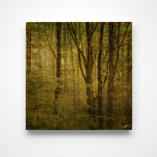 Fog in Mountain Trees No. 1 Photograph Art Block or Box