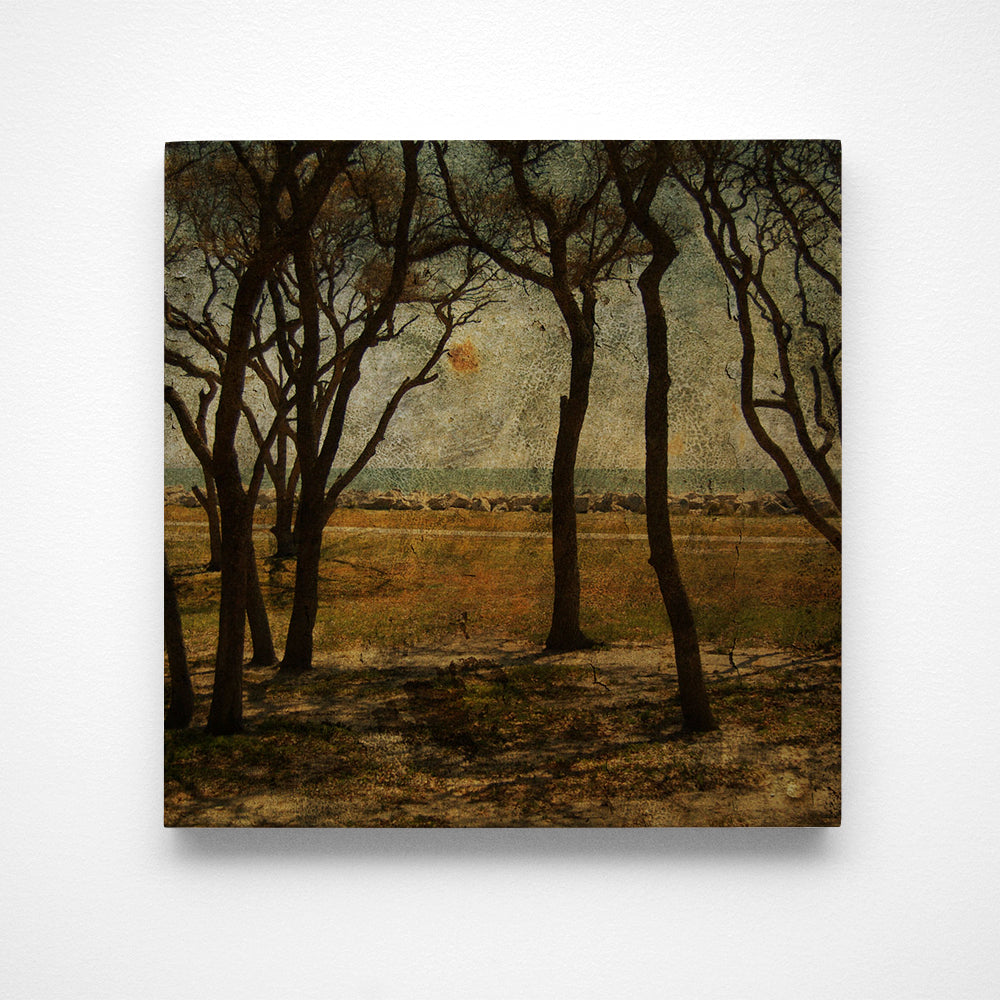 Fort Fisher Trees No. 2 Photograph Art Block or Box