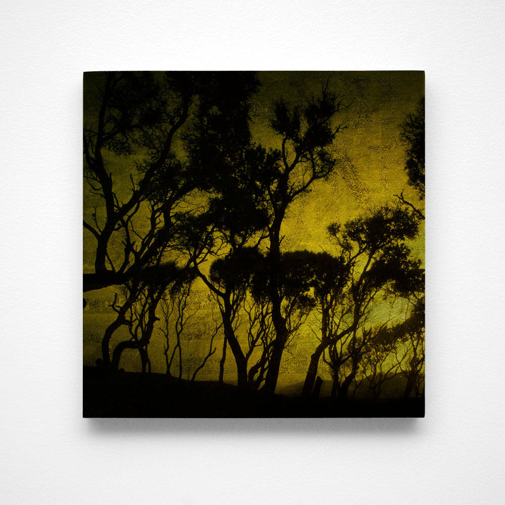 Fort Fisher Trees No. 4 Photograph Art Block or Box