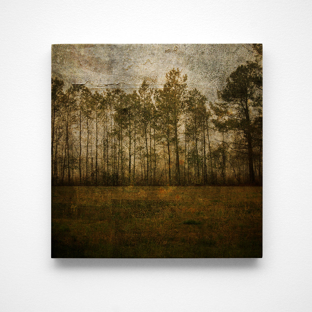 Line of Pines Photograph Art Block or Box