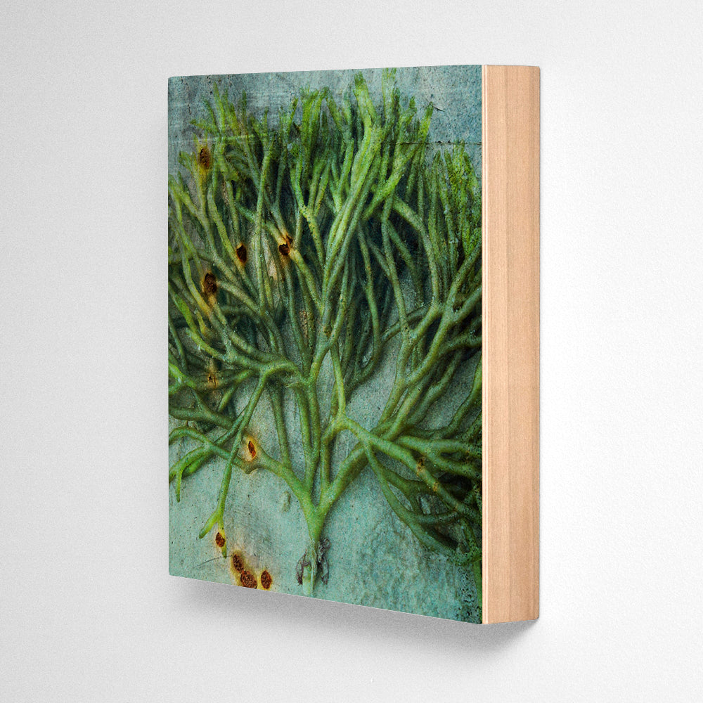 Seaweed Photograph Art Block or Box
