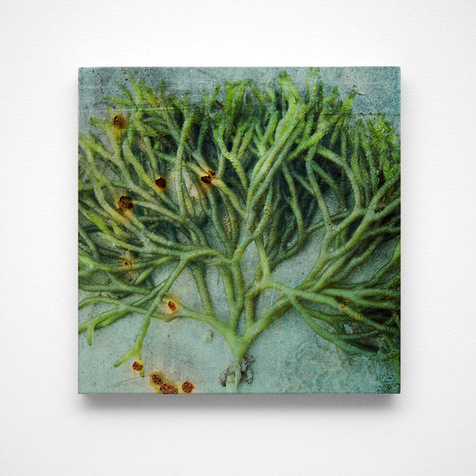 Seaweed Photograph Art Block or Box