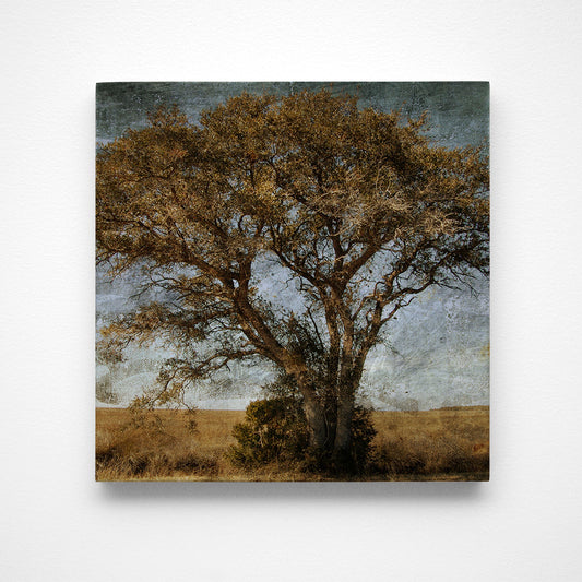 Tree Photograph Art Block or Box