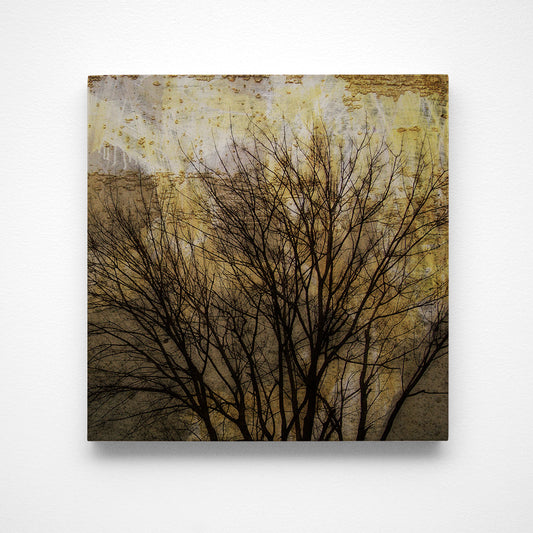 Trees on Peeling Walls Photograph Art Block or Box