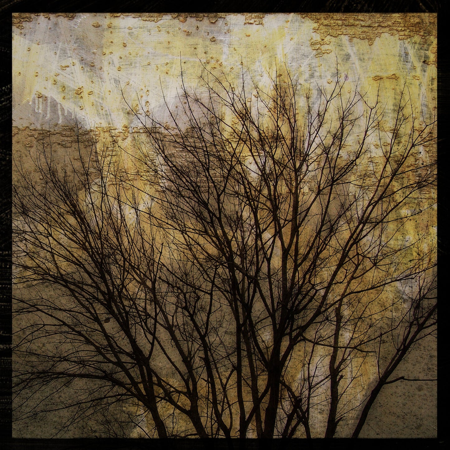 Trees on Peeling Walls Photograph