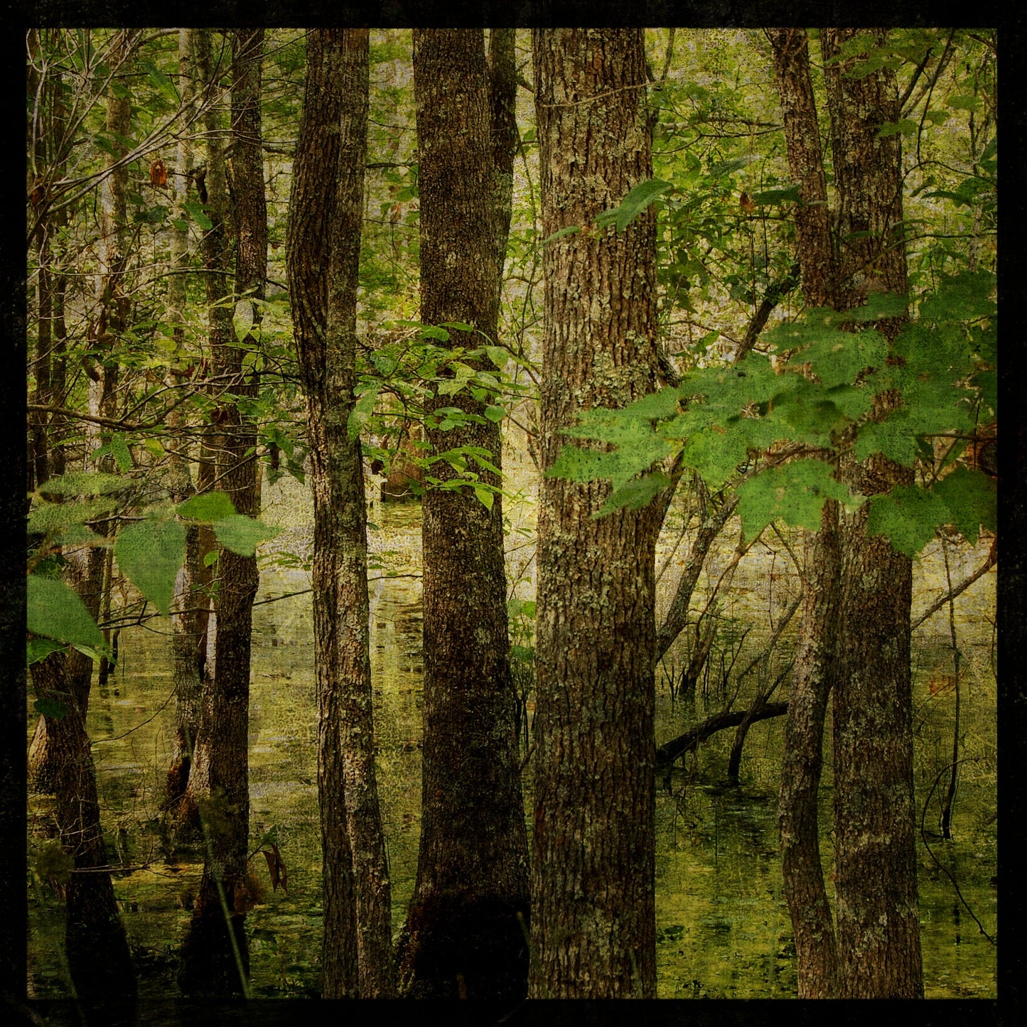 Coastal Swamp Photograph
