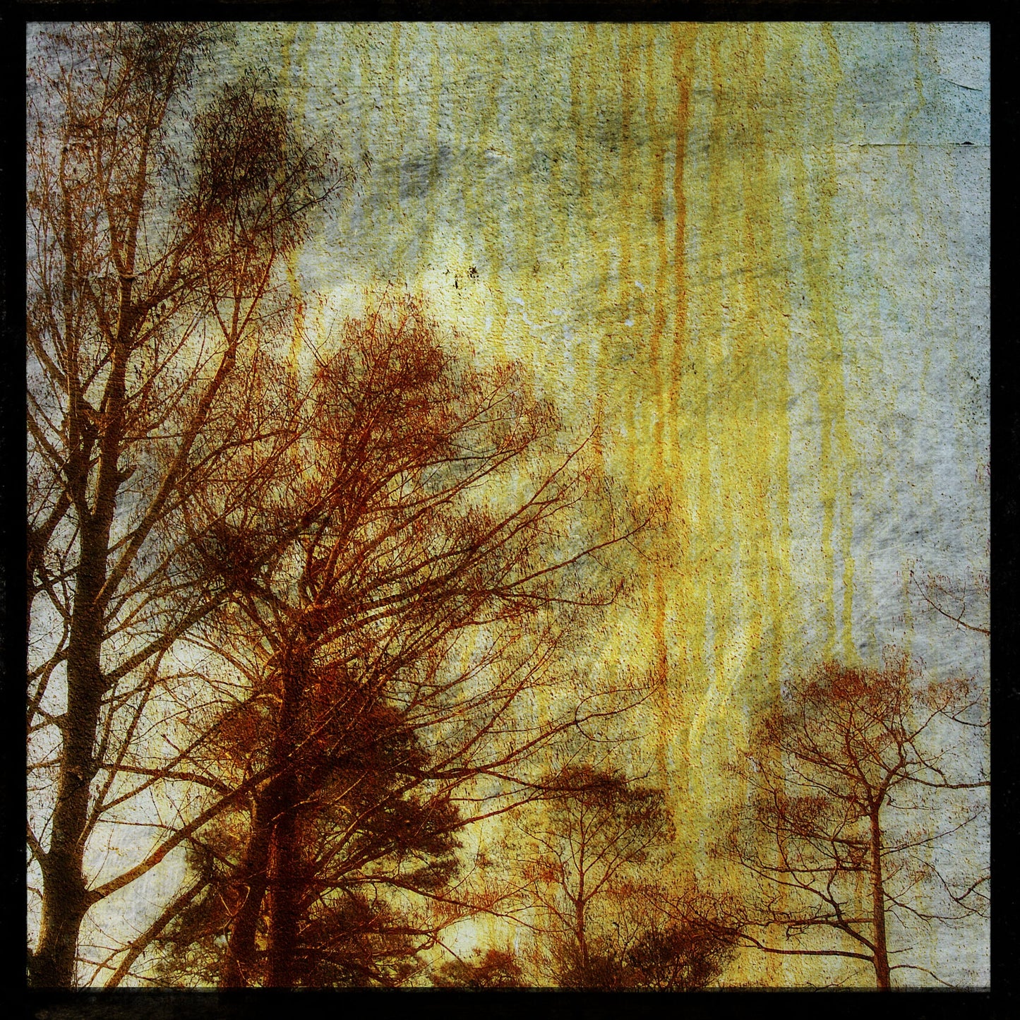 Drippy Trees Photograph