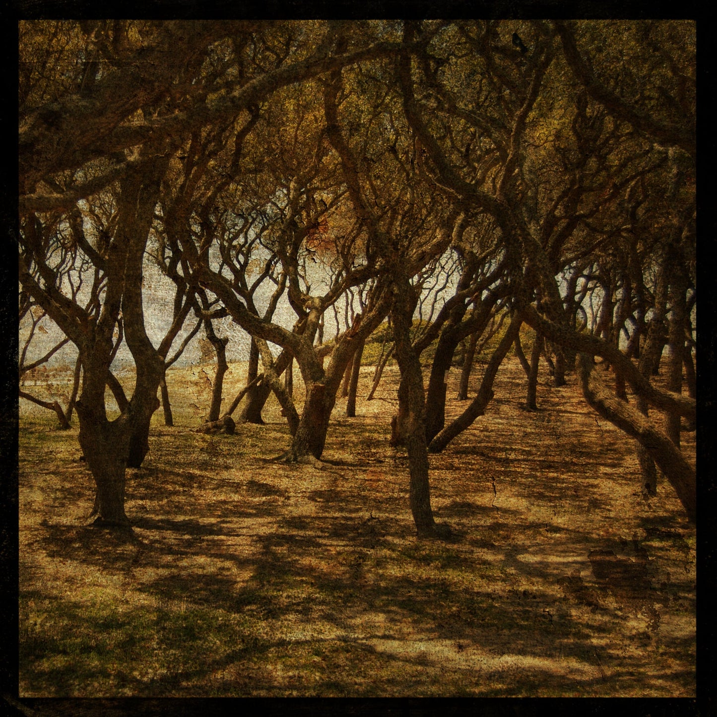 Fort Fisher Trees No. 3 Photograph