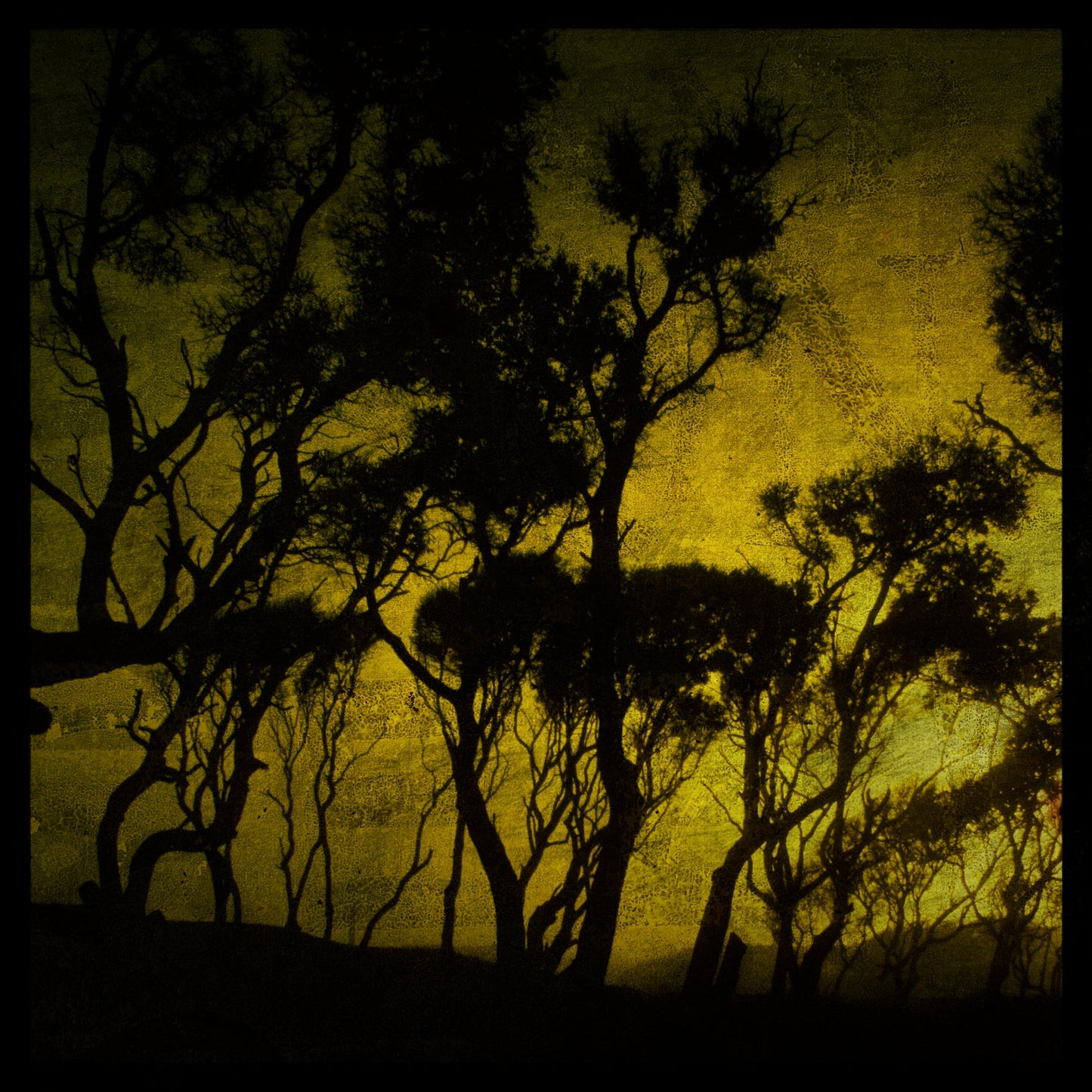 Fort Fisher Trees No. 4 Photograph