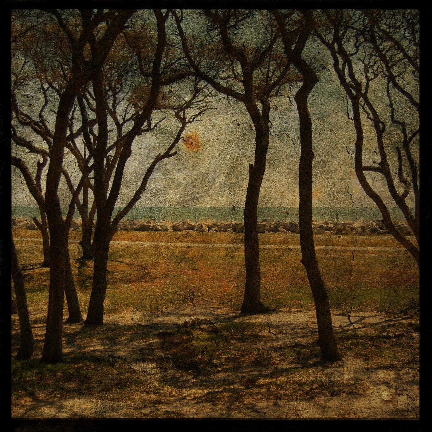 Fort Fisher Trees No. 2 Photograph