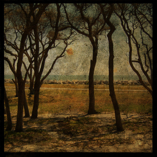 Fort Fisher Trees No. 2 Photograph