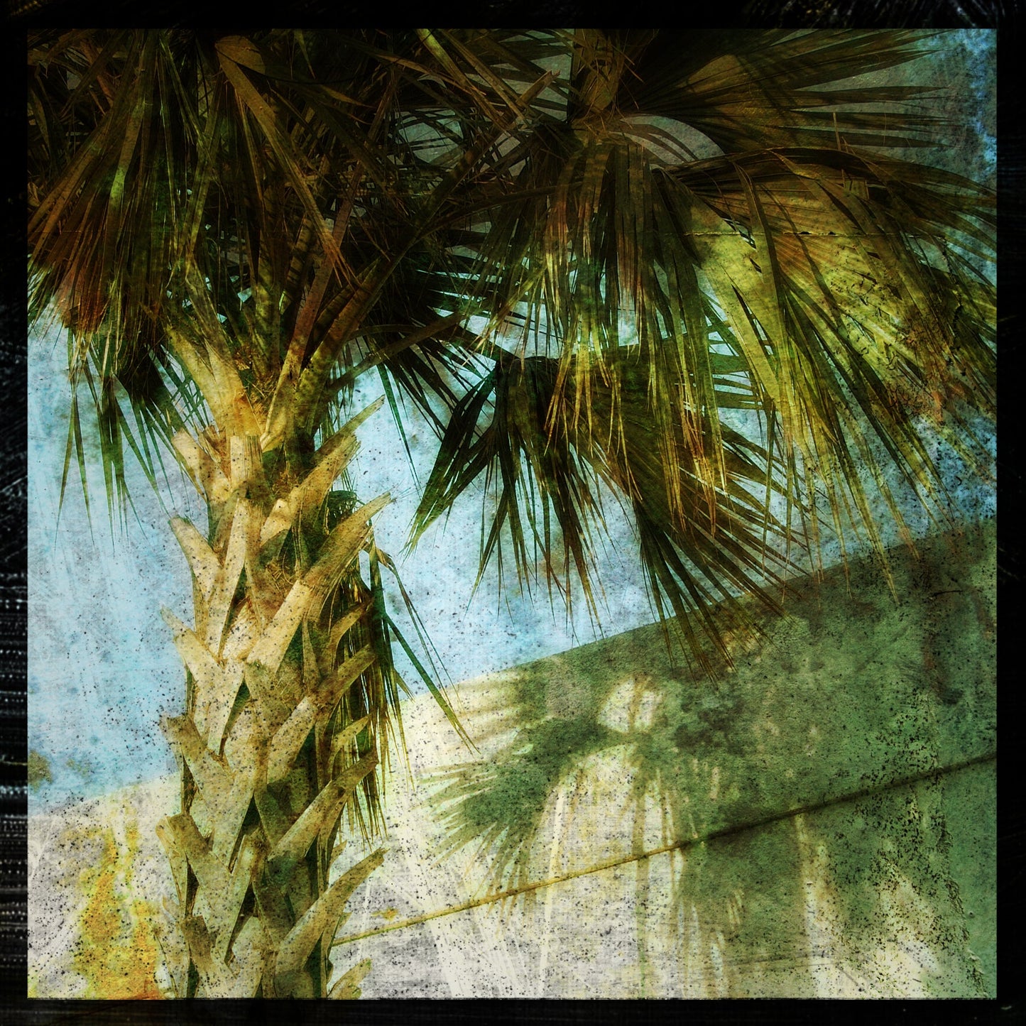 Palm No. 2 Photograph