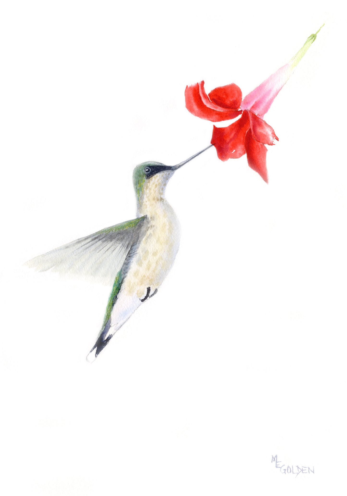 Red Hummingbird Giclée Print