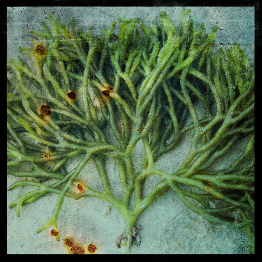 Seaweed Photograph