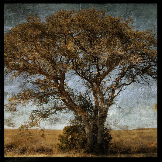 Tree Photograph