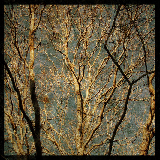 Winter Branches Photograph