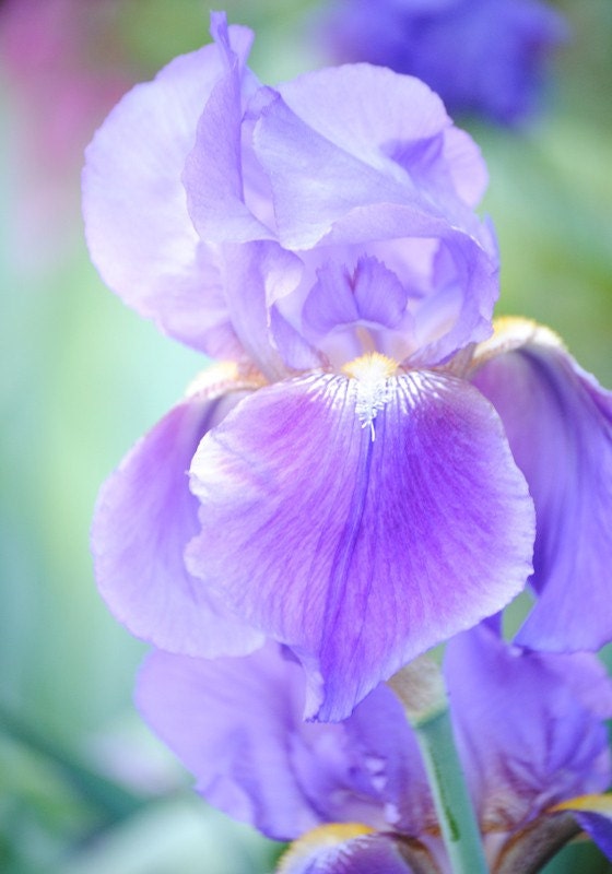 Pale Iris 2 photo