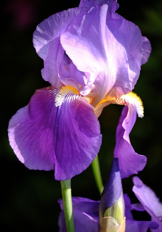 Silhouette iris photo