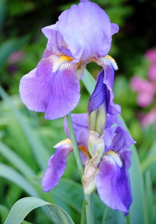 Iris Garden photo