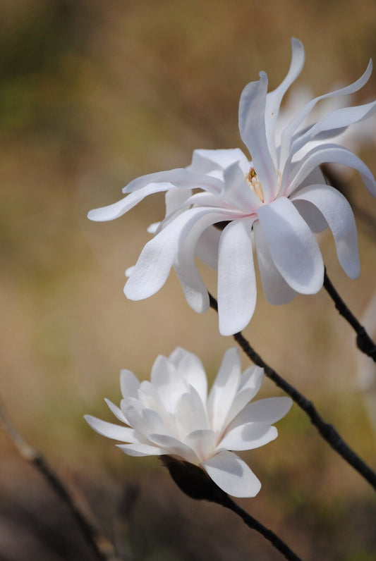 Star magnolia 2 photograph