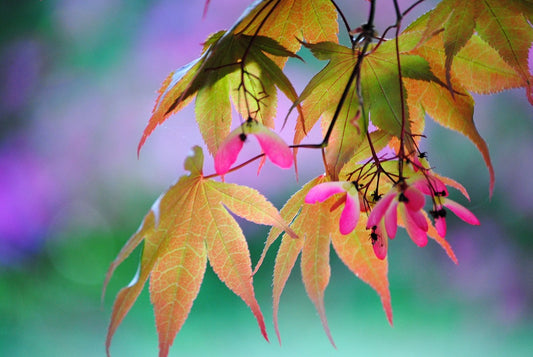 Nature Photography Japanese Maple Rainbow, rose, greens, and lavender.