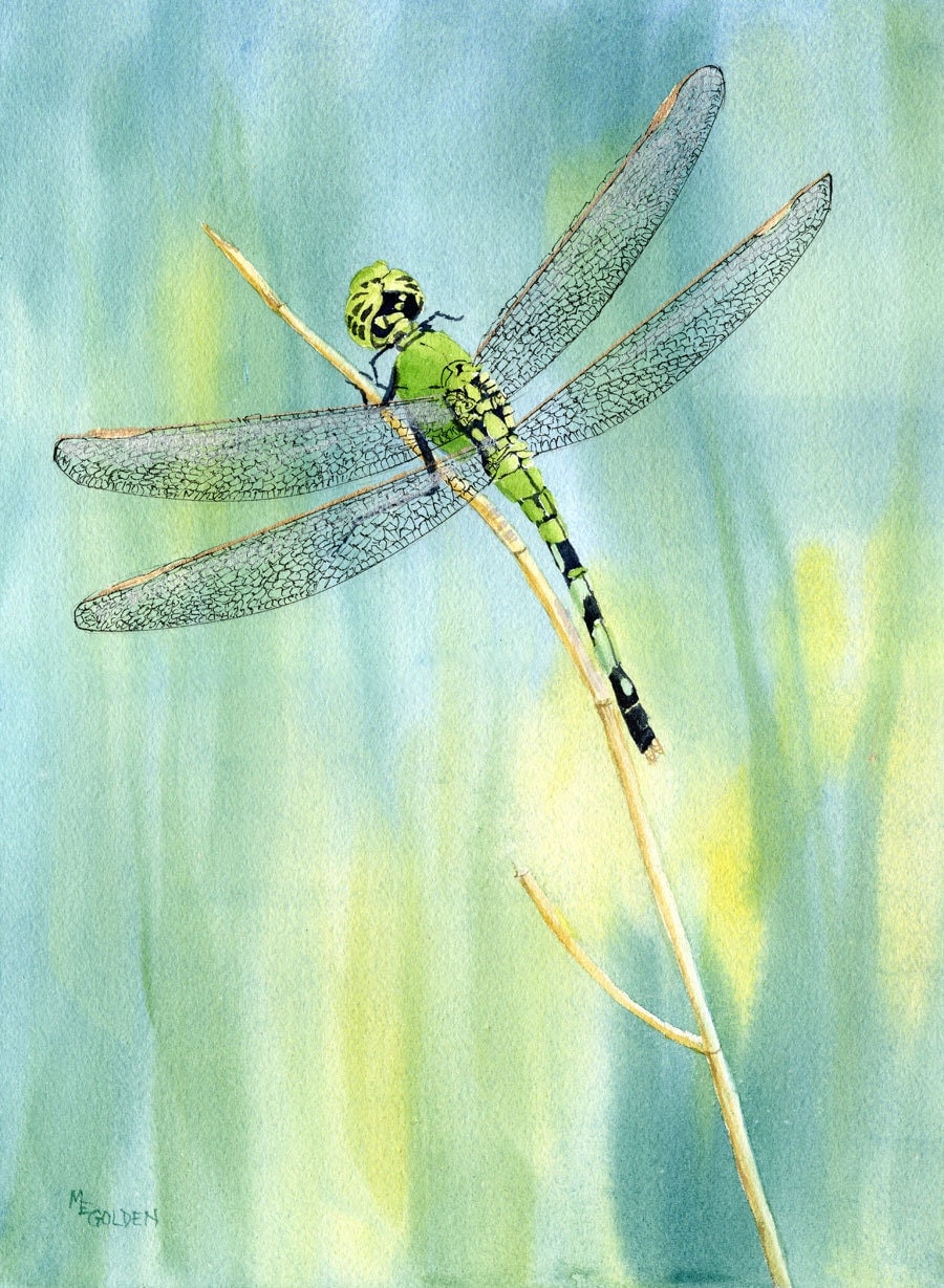 Green Dragonfly giclee print from a watercolor
