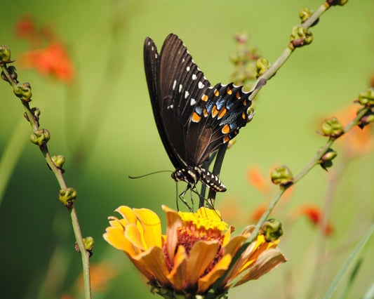 Black Swallowtail Butterfly 8x10 fine art photograph