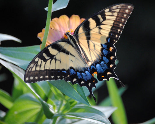 Swallowtail Butterfly 8x10 photograph