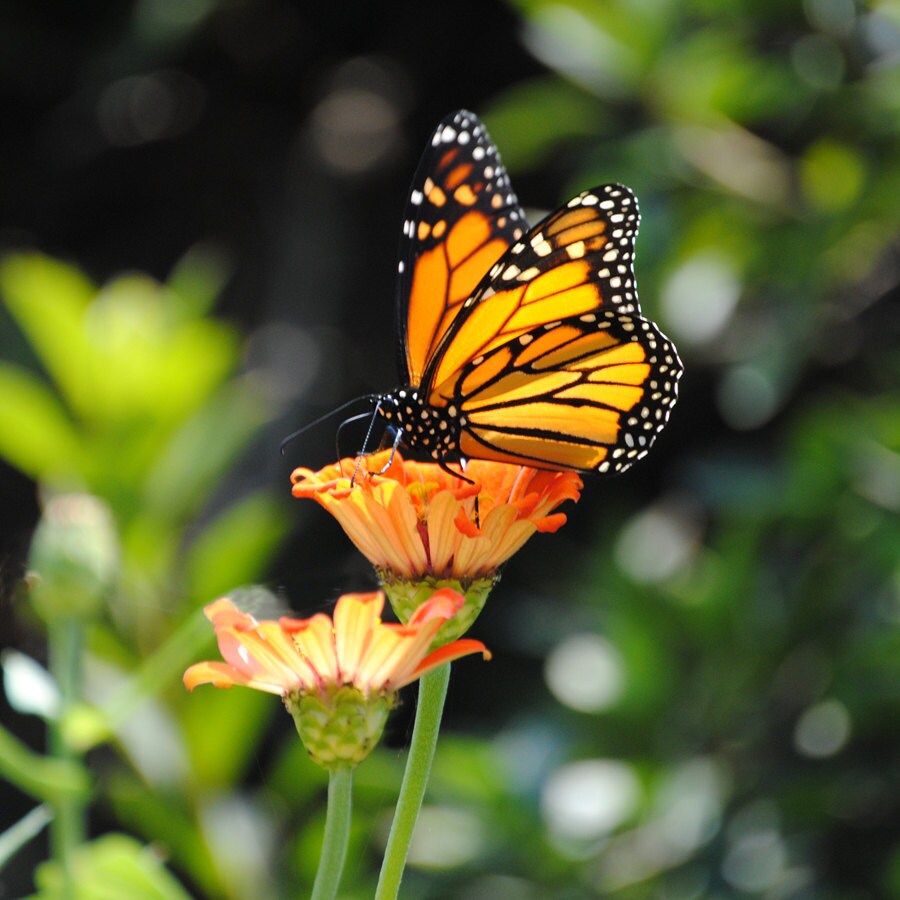 Monarch Butterfly Fine Art Photograph