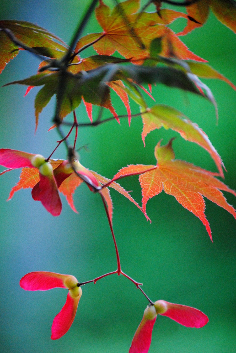 Red and Green Japanese Maple photograph