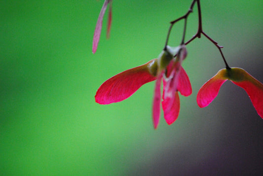 Christmas Maple photograph 2 of Japanese maple seeds