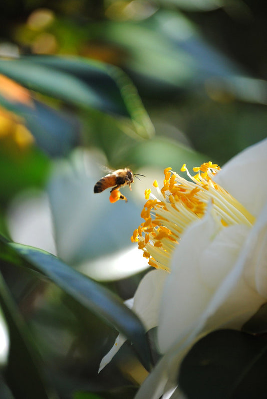 Honeybee at white camellia fine art photograph 8x12