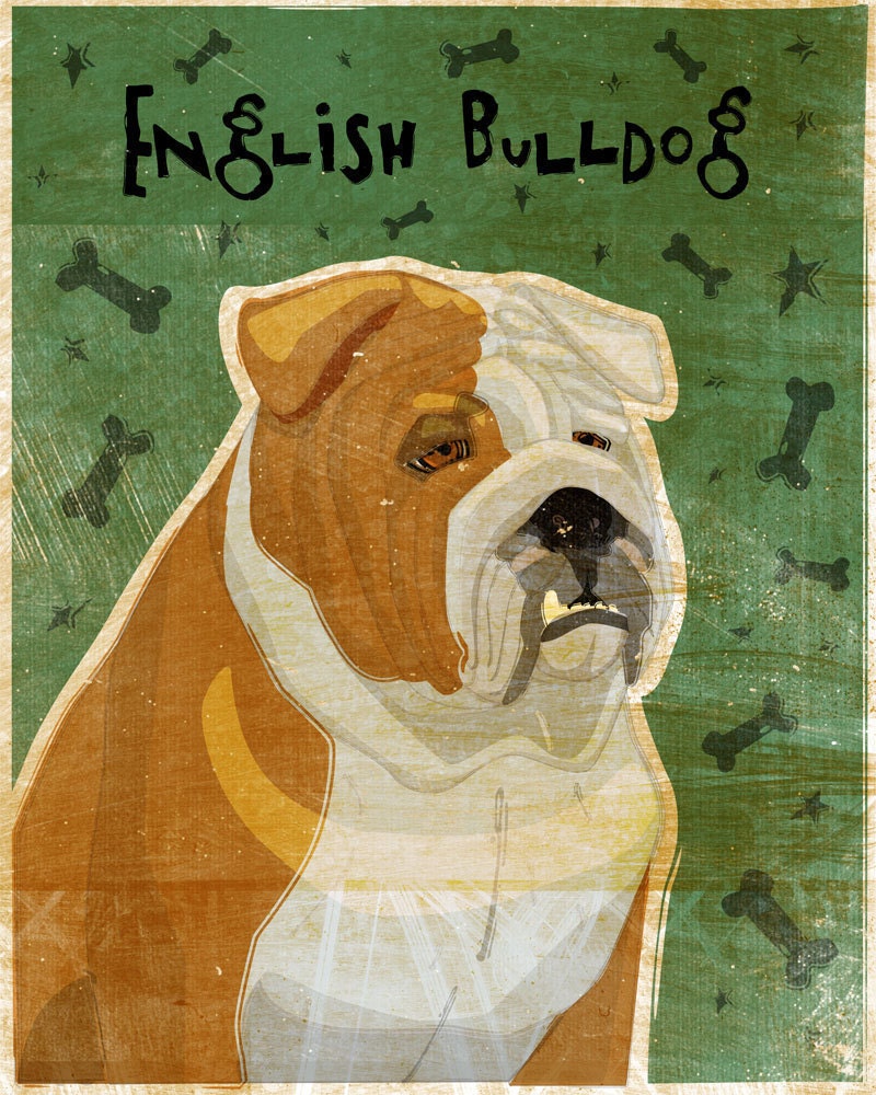 English Bulldog - Red and White - Print