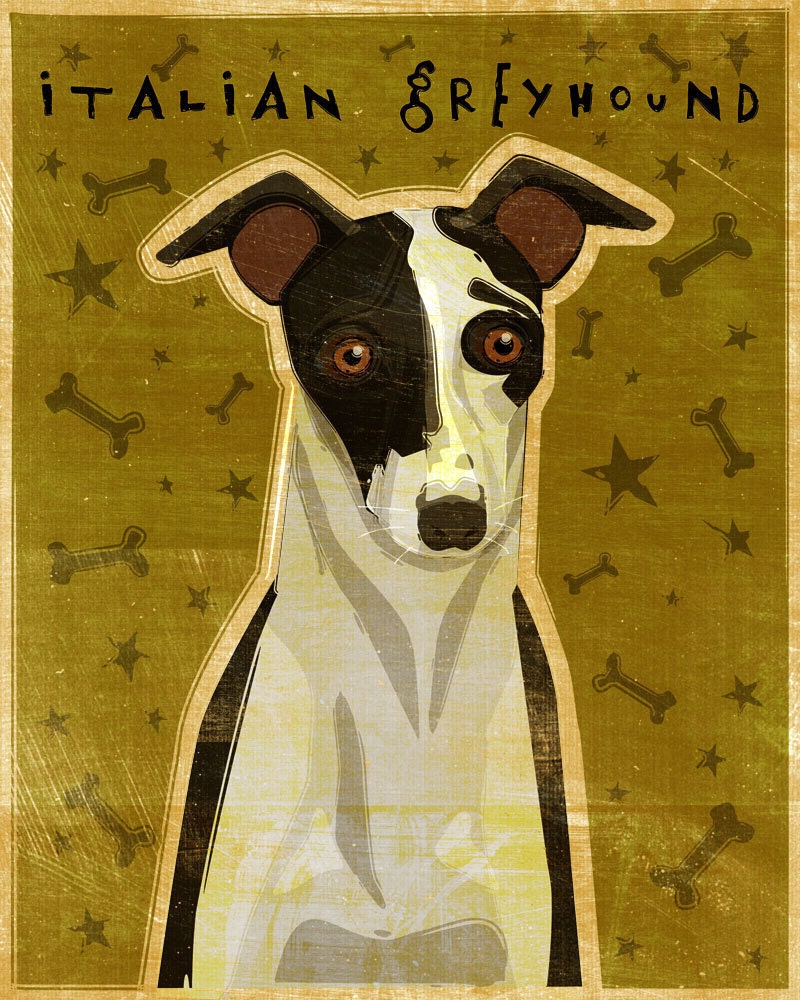 Italian Greyhound - Print