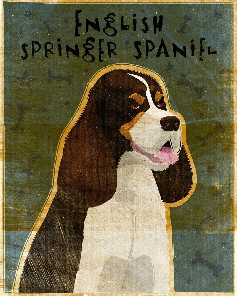 Springer Spaniel - Tri-Color - Print