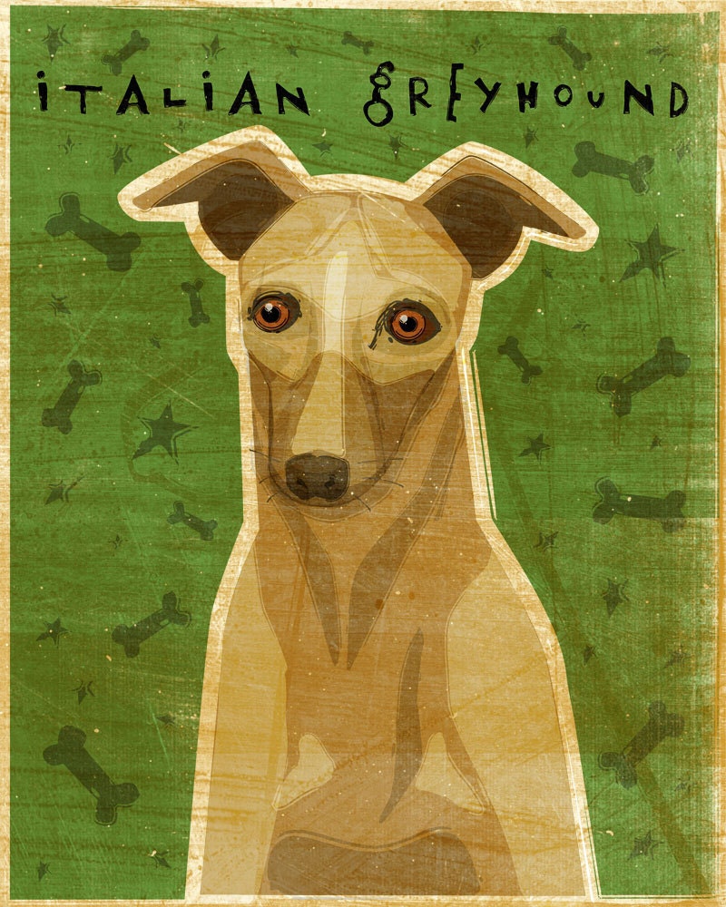 Italian Greyhound- Fawn - Print