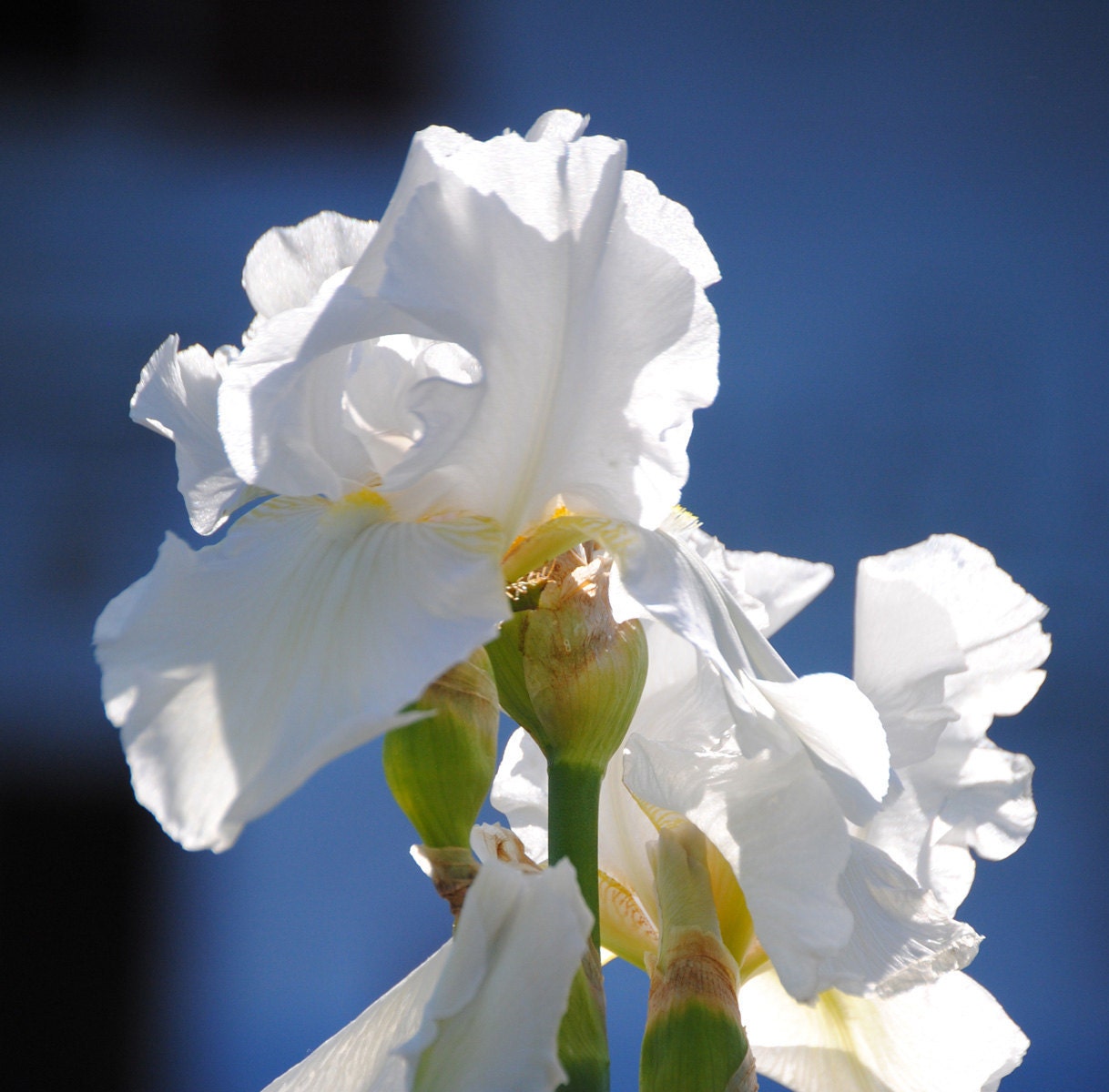 White iris fine art photograph on Easter Sunday