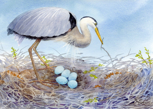 Mother's Love great blue heron and 5 eggs Giclée Print