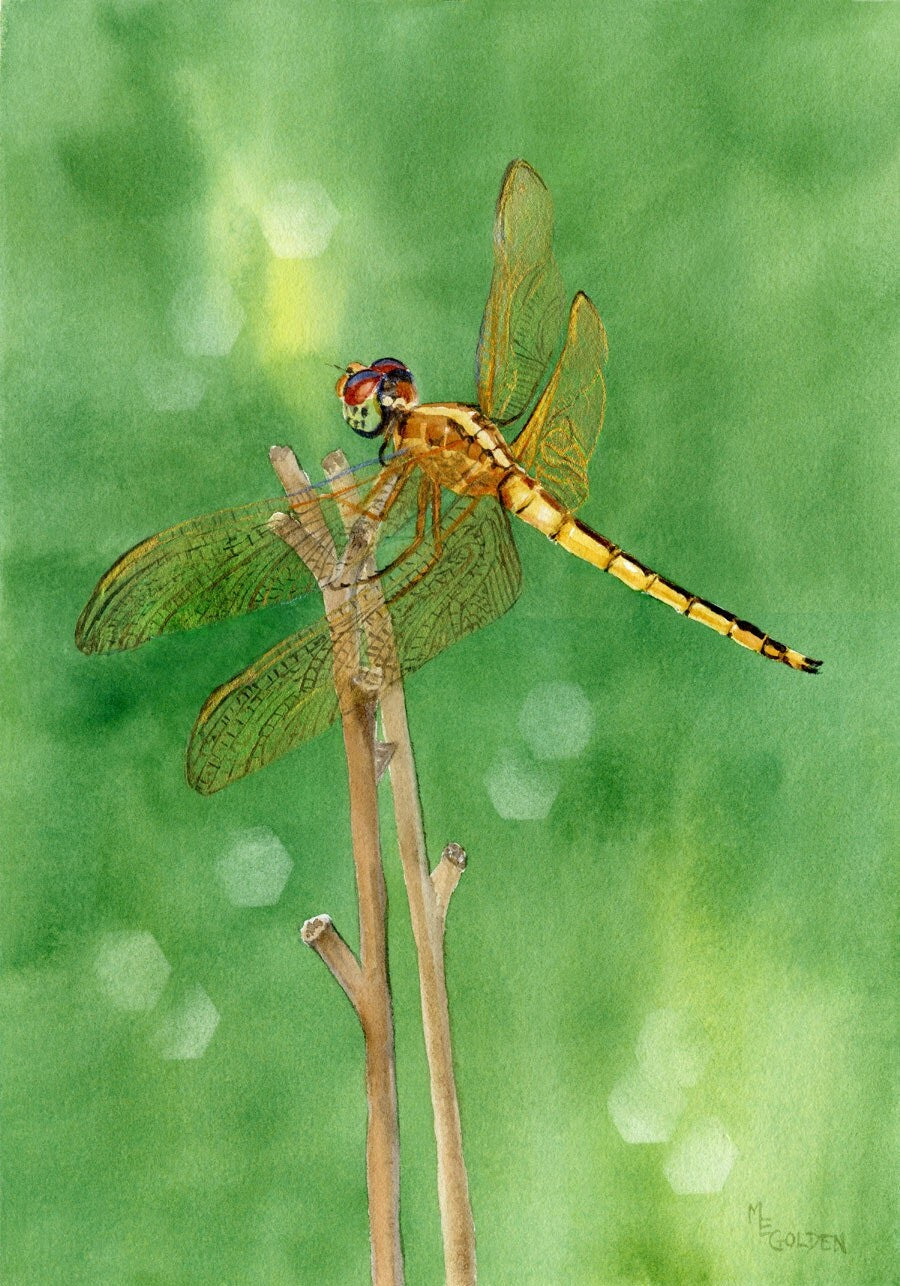 Dragonfly Collection from original watercolors