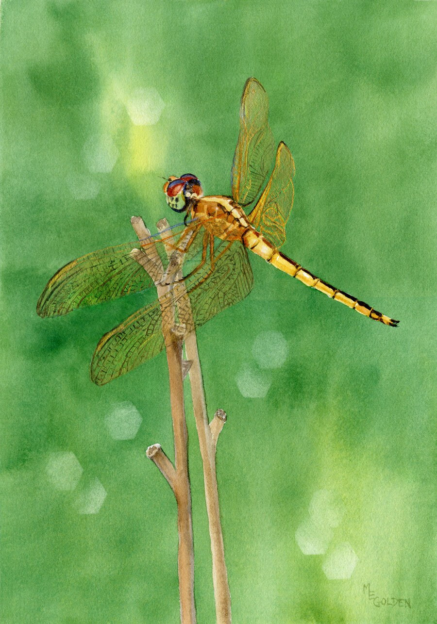 Dragonfly Golden winged Skimmer shimmers on a faded daylily stem.